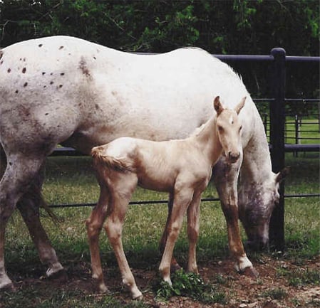 Mares