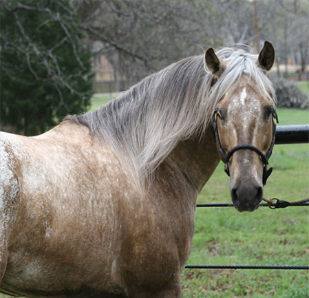 Stallions